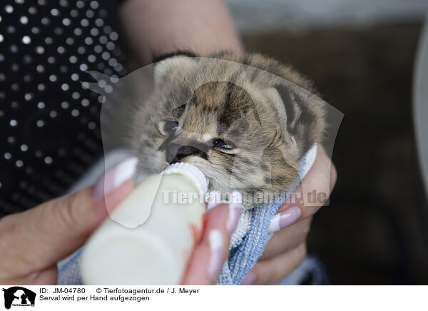 Serval wird per Hand aufgezogen / Serval is raised by hand / JM-04780