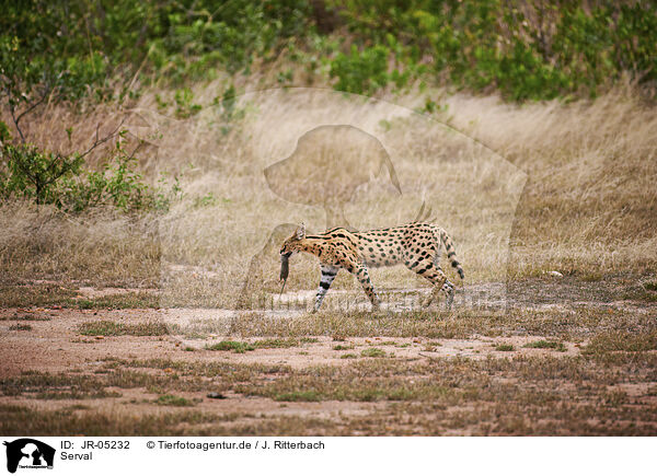 Serval / JR-05232