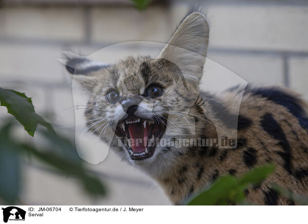 Serval / Serval / JM-06704