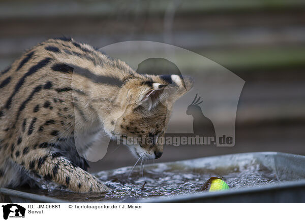 Serval / Serval / JM-06881