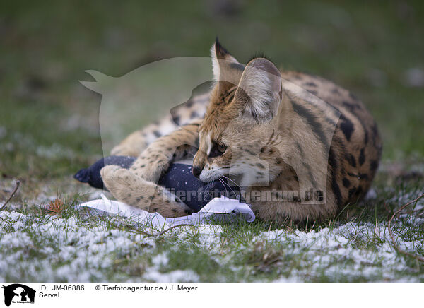 Serval / JM-06886