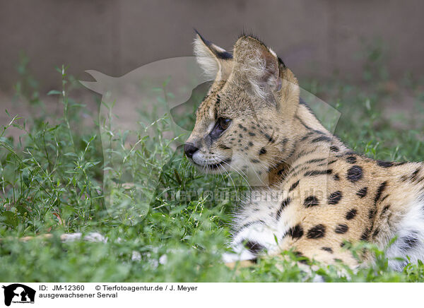 ausgewachsener Serval / adult Serval / JM-12360