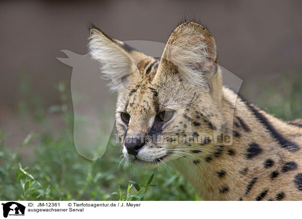 ausgewachsener Serval / adult Serval / JM-12361