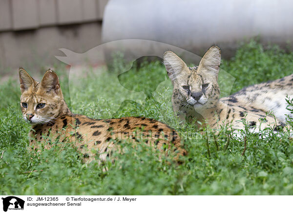 ausgewachsener Serval / adult Serval / JM-12365