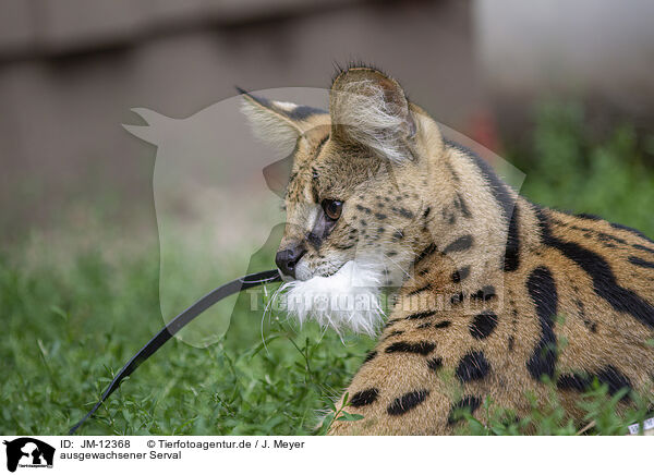 ausgewachsener Serval / adult Serval / JM-12368