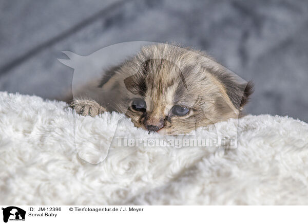 Serval Baby / Serval Baby / JM-12396