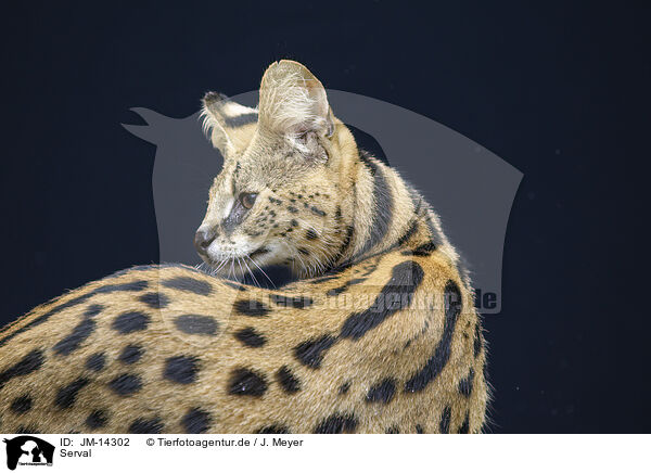 Serval / Serval / JM-14302