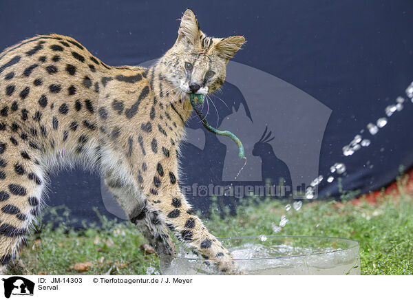 Serval / Serval / JM-14303