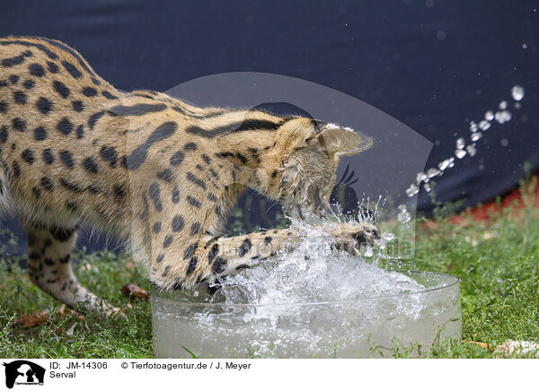 Serval / Serval / JM-14306
