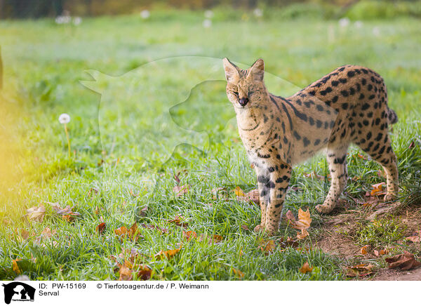 Serval / serval / PW-15169