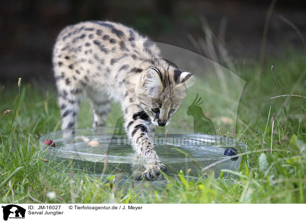 Serval Jungtier / Baby Serval / JM-16027