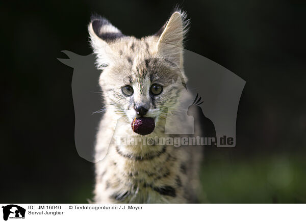 Serval Jungtier / Baby Serval / JM-16040