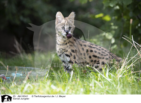 Serval Jungtier / Baby Serval / JM-16041