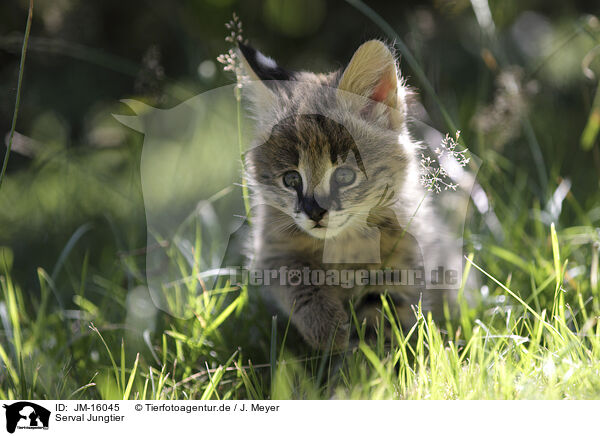 Serval Jungtier / Baby Serval / JM-16045