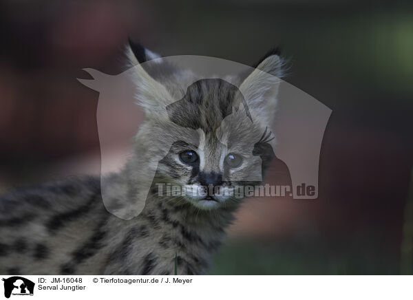 Serval Jungtier / Baby Serval / JM-16048