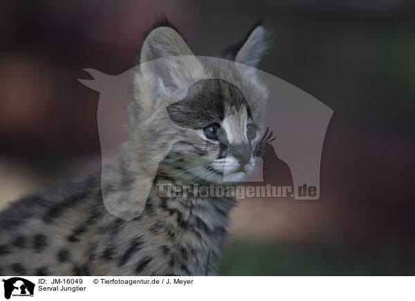 Serval Jungtier / Baby Serval / JM-16049