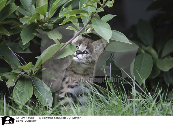 Serval Jungtier / Baby Serval / JM-16066