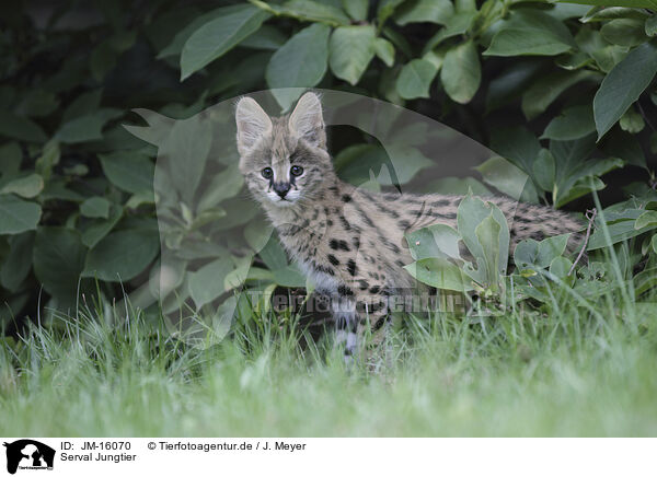 Serval Jungtier / JM-16070