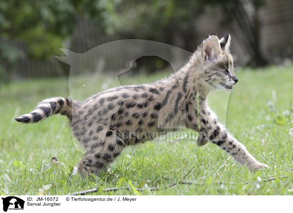 Serval Jungtier / JM-16072