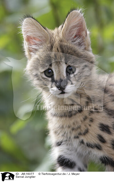 Serval Jungtier / Baby Serval / JM-16077