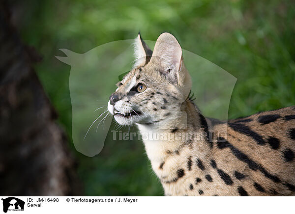 Serval / JM-16498