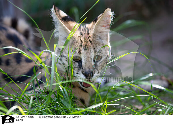 Serval / JM-16500