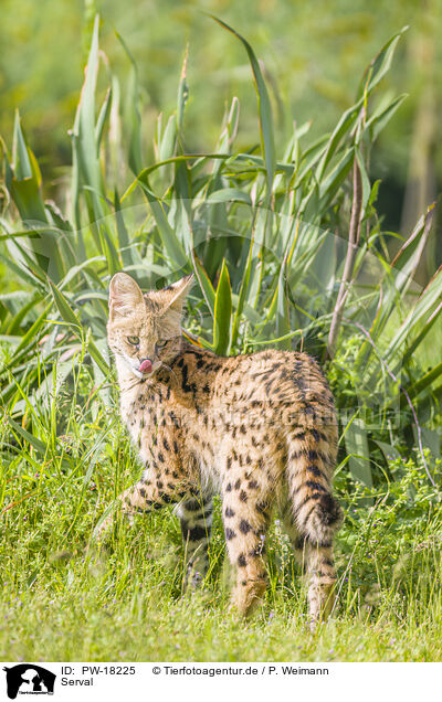 Serval / PW-18225