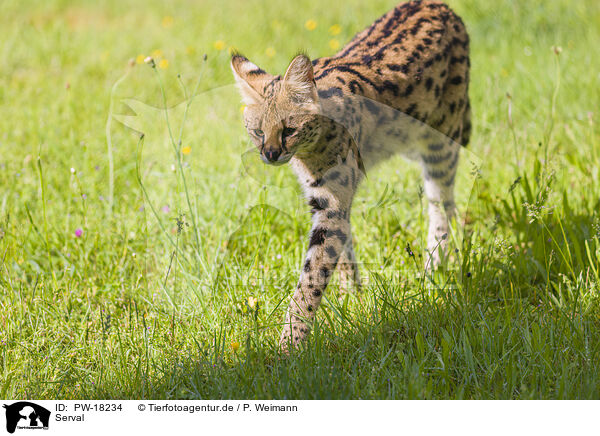 Serval / PW-18234