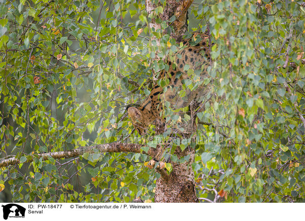 Serval / PW-18477