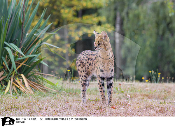 Serval / PW-18480