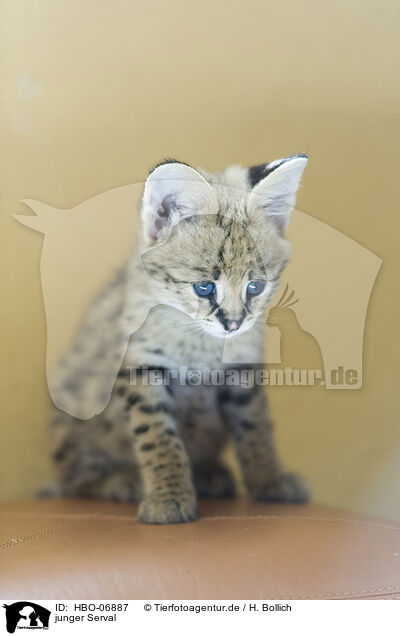 junger Serval / HBO-06887