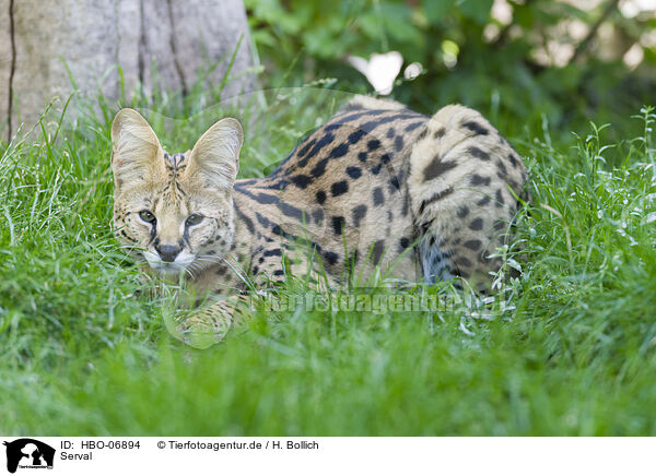 Serval / Serval / HBO-06894