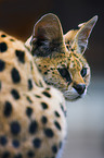 Serval