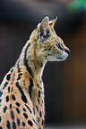 Serval