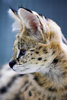 Serval