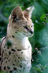 Serval Portrait