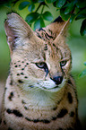 Serval Portrait