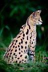 Serval