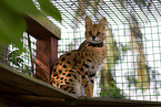 sitzender Serval