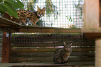 Serval und Savannah