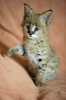 Serval Baby