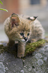 Serval Baby