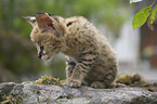 Serval Baby