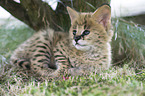 Serval Baby