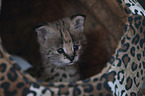Serval Baby Portrait