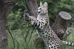 Serval