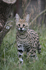 laufender Serval