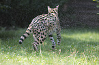 rennender Serval