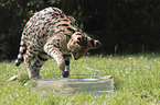 spielender Serval