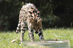 spielender Serval